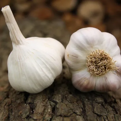 Sadbový cesnak Benátčan - Allium sativum - nepaličiak - predaj cesnaku - 1 balenie