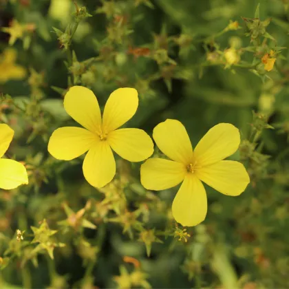 Ľan žltý - Linum flavum - predaj semien - 100 ks