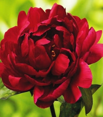 Pivónia Madame Gaudichau - Paeonia lactiflora - hľuzy pivónie - 1 ks