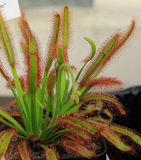 Rosička kapská Compact Rosette - Drosera capensis - osivo rosičky - 15 ks