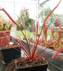 Rosička Red plant - Drosera capensis - osivo rosičky - 15 ks