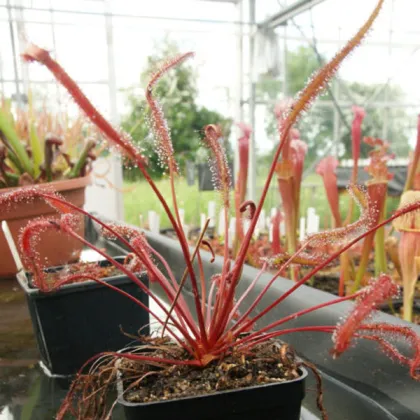 Rosička Red plant - Drosera capensis - osivo rosičky - 15 ks