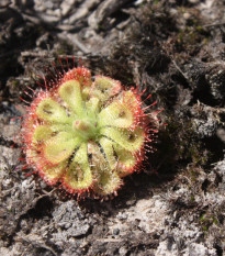 Rosička Minor - Drosera capensis - predaj semien - 10 ks