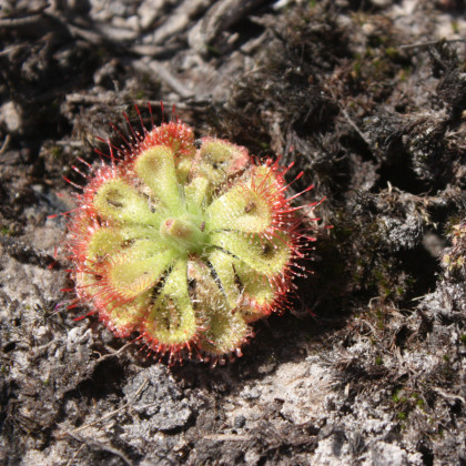 Rosička Minor - Drosera capensis - predaj semien - 10 ks