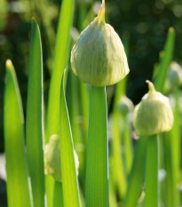 Cibuľa zimná Welsch - Allium fistulosum L. - semiačka - 400 ks