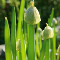 Cibuľa zimná Welsch - Allium fistulosum L. - semiačka - 400 ks