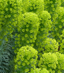 Pryšec stredomorský - Euphorbia characias - predaj semien - 18 ks