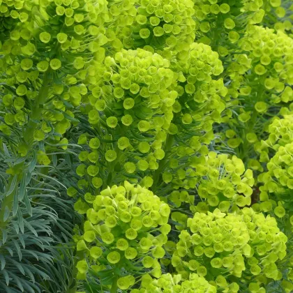 Pryšec stredomorský - Euphorbia characias - predaj semien - 18 ks