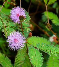 Mimóza - Mimosa pudica - semiačka - 5 ks