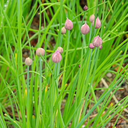 Bio Pažítka pobrežná Polyvert - Allium schoenoprasum L.- predaj bio semien - 200 ks