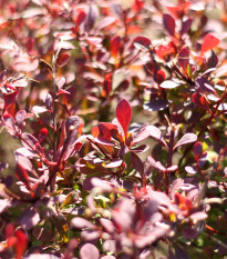 Červený dráč - Berberis thunbergii Atropurpurea - semiačka - 5 ks