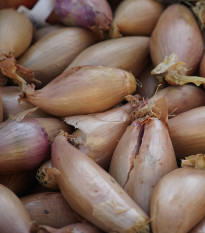 Cibuľa sadzačka Rosanna - Allium cepa - predaj cibule - 100 ks