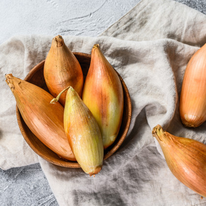 Cibuľa šalotka Longor - Allium cepa - predaj cibule - 10 ks