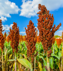 Cirok dvojfarebný - Sorghum bicolor - semiačka - 4 ks