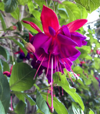 Fuchsia bolívijská - Fuchsia boliviana - semiačka - 15 ks