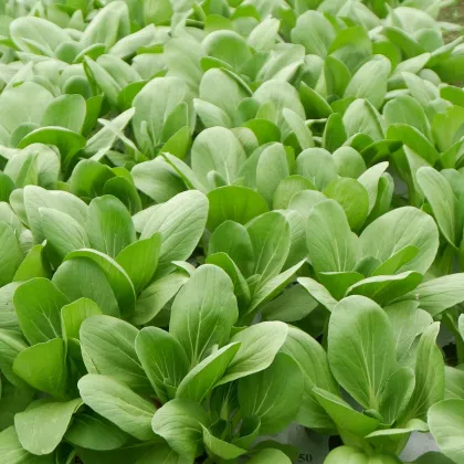 Pak Choi Atari F1 - Brassica rapa chinensis - predaj semien - 50 ks