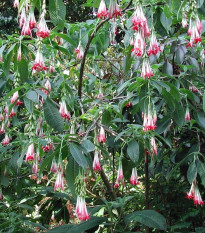 Fuchsia bolívijská biela - Fuchsia boliviana - semiačka - 10 ks