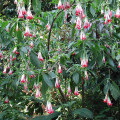 Fuchsia bolívijská biela - Fuchsia boliviana - semiačka - 10 ks