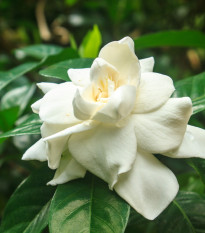 Gardenia - Gardenia jasminoides - semiačka - 6 ks