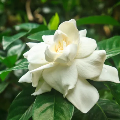 Gardenia - Gardenia jasminoides - semiačka - 6 ks