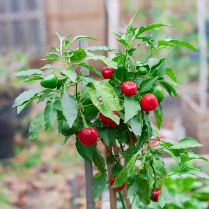 Chilli Satans Kiss - Capsicum annuum - predaj semien - 7 ks