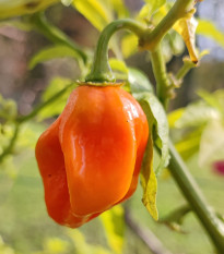 Paprika Habanada - Capsicum Chinense - predaj semien - 10ks