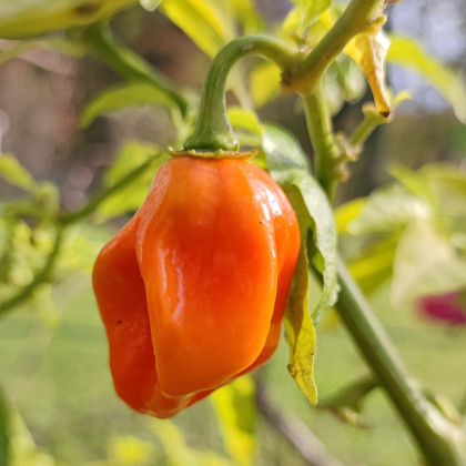 Paprika Habanada - Capsicum Chinense - predaj semien - 10ks