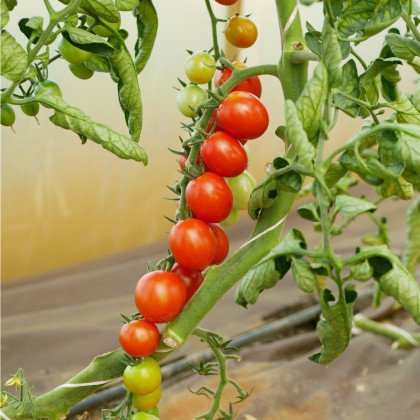 Paradajka kríčková Gartenperle – Solanum lycopersicum – predaj semien