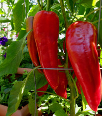 Paprika Marconi Red - Capsicum Annuum - predaj semien - 10 ks