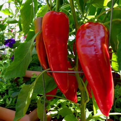 Paprika Marconi Red - Capsicum Annuum - predaj semien - 10 ks