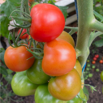 Paradajka Ailsa Craig – Solanum lycopersicum – predaj semien paradajok
