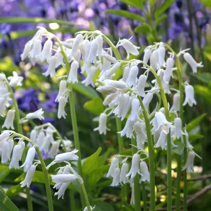 Hyacintovec španielsky biely - Hyacinthoides hispanica - predaj cibuľovín - 5 ks