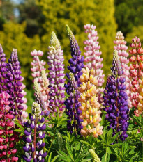 Lupina mnoholistá zmes - Lupinus polyphyllus - predaj semien - 40 ks