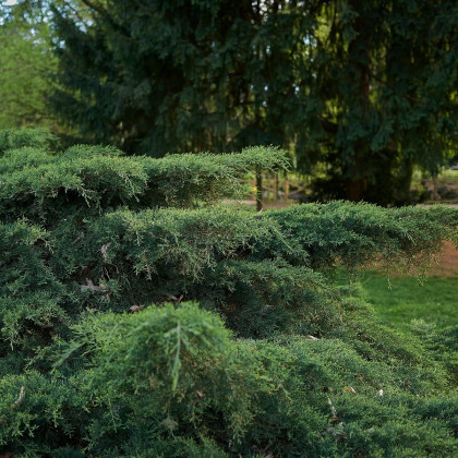 Borievka virginská - Juniperus virginiana - predaj semien - 5 ks