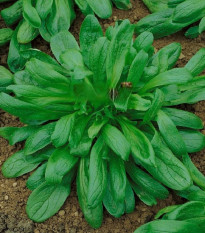 Valeriánka Large Leaved - Vallerianella locusta - predaj semien - 150 ks