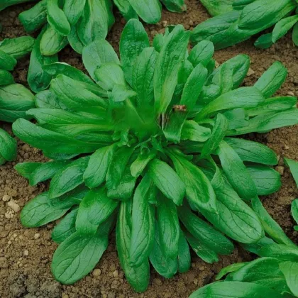 Valeriánka Large Leaved - Vallerianella locusta - predaj semien - 150 ks