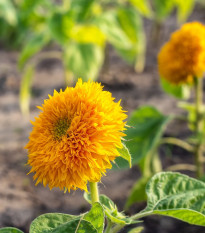 Slnečnica Sonnengold - Helianthus annuus - predaj semien - 15 ks