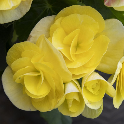 Begónia Nonstop žltá - Begonia tuberhybrida - predaj cibuľovín - 2 ks