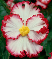 Begónia Marginata biela - Begonia crispa - predaj cibuľovín - 2 ks