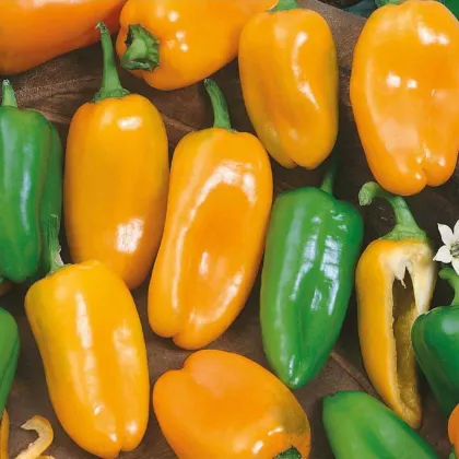 Paprika ročná Hamík - Capsicum annuum - predaj semien - 20 ks