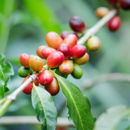 Kávovník arabský Costa Rica 95 - Coffea arabica - predaj semien - 5 ks