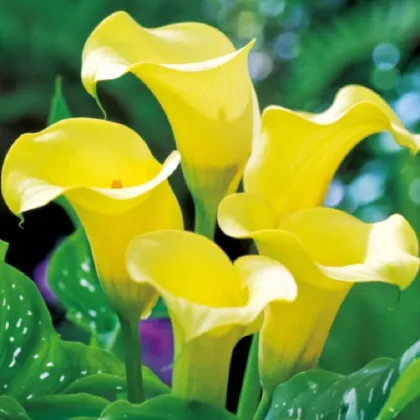 Kala Black Magic - Zantedeschia - predaj cibuľovín - 1 ks