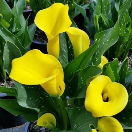 Kala Black Magic - Zantedeschia - predaj cibuľovín - 1 ks