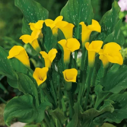 Kala Florex Gold - Zantedeschia - predaj cibuľovín - 1 ks