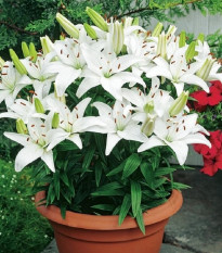 Ľalia Ivory Pixie - Lilium - predaj cibuľovín - 1 ks