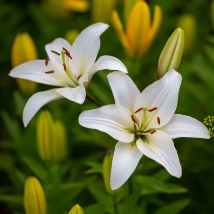 Ľalia Ivory Pixie - Lilium - predaj cibuľovín - 1 ks