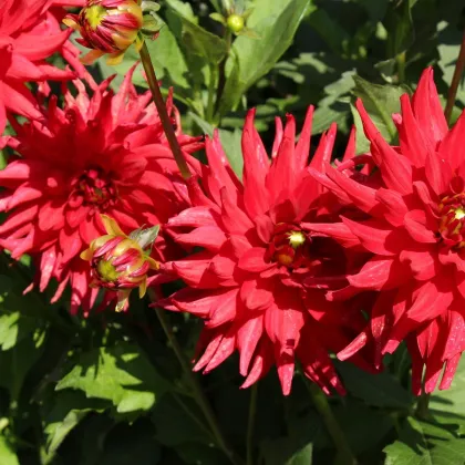 Georgína Pigmy červená - Dahlia - predaj cibuľovín - 1 ks