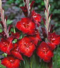 Gladiola Azuro - Gladiolus - predaj cibuľovín - 3 ks