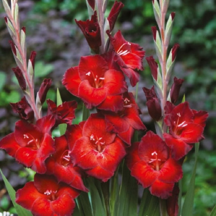 Gladiola Azuro - Gladiolus - predaj cibuľovín - 3 ks
