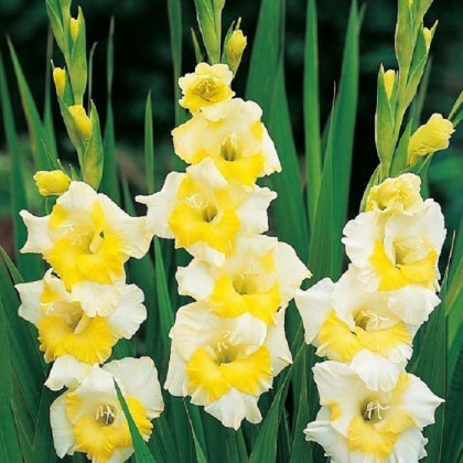 Gladiola Buggy - Gladiolus - predaj cibuľovín - 3 ks